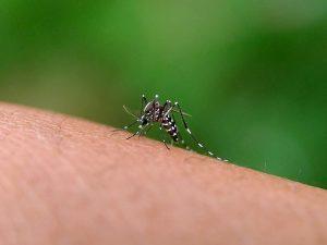 Aedes aegypti mosquito