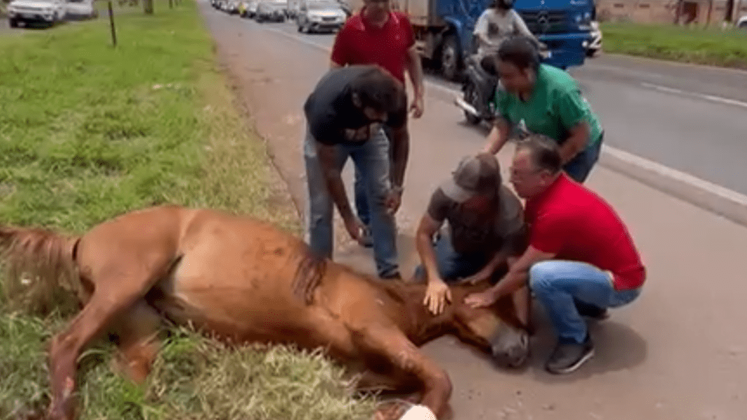 🐴 Atualização sobre o caso do cavalo atropelado na BR-369 em Cambé