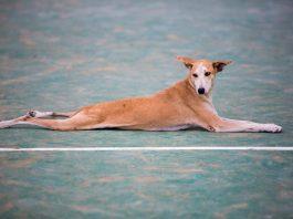 Pet dog laying down, Ecuador