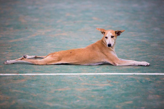 Pet dog laying down, Ecuador