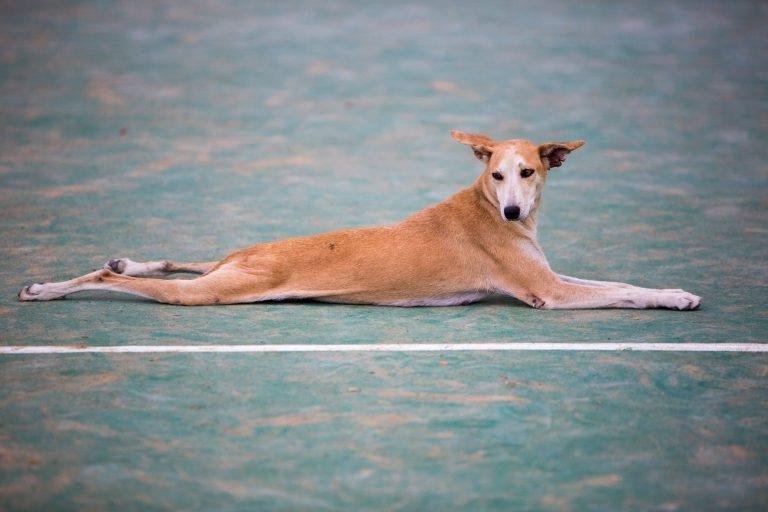 Pet dog laying down, Ecuador