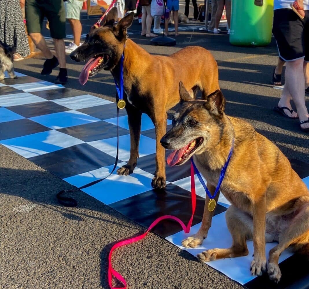 “Cãominhada” em Shopping da Zona Norte de Londrina tem corrida pet