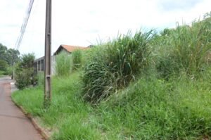 Cambé antecipa mutirões para limpeza de terrenos e combate à dengue