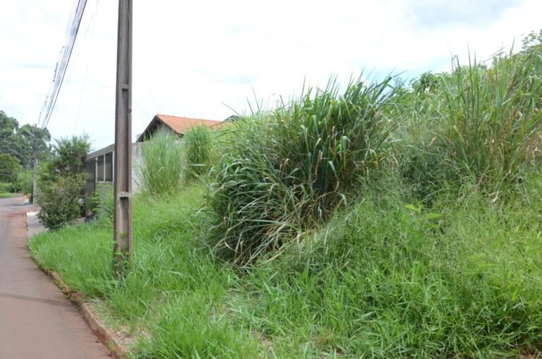 Cambé antecipa mutirões para limpeza de terrenos e combate à dengue