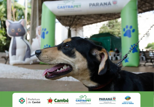 Prefeitura de Cambé promove vacinação antirrábica para cães e gatos Prefeitura de Cambé promove vacinação antirrábica para cães e gatos