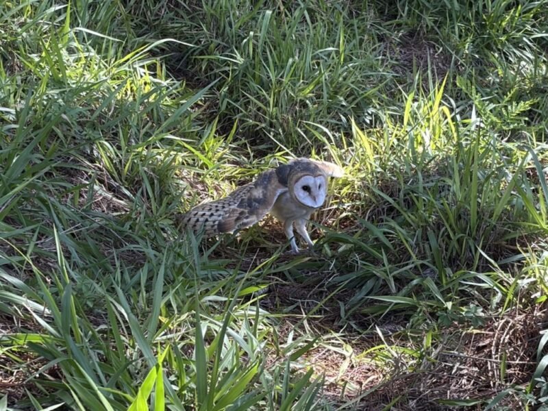 Parque João Paulo II pode se tornar área de soltura de animais silvestres em Cambé