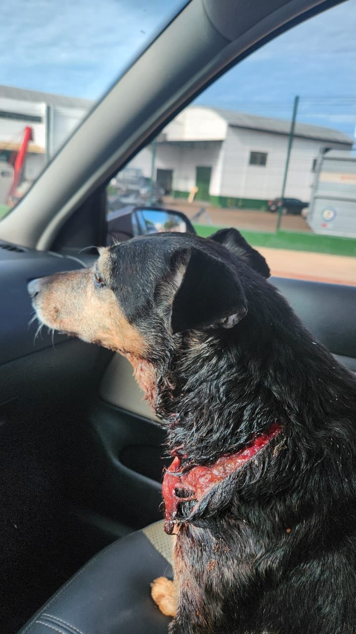 Ataque de Pitbull em Cambé Levanta Debate Sobre Responsabilidade na Guarda de Animais