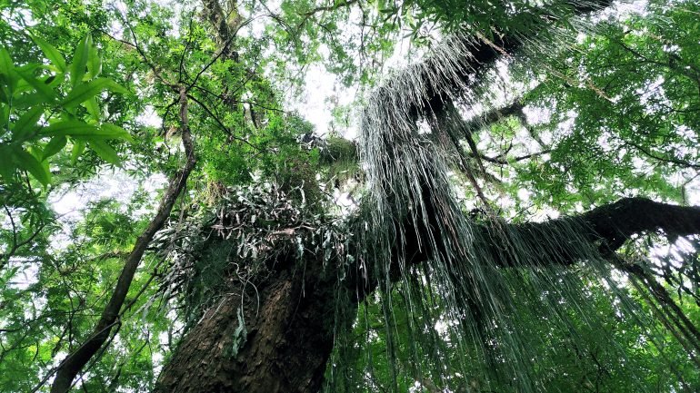 Consulta Pública para o Plano da Mata Atlântica em Londrina Está Aberta