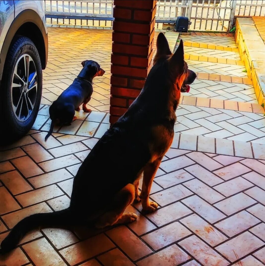 Vacinação antirrábica para cães e gatos terá inscrições em Cambé Vacinação antirrábica para cães e gatos terá inscrições em Cambé