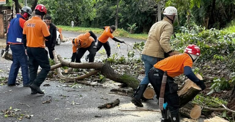 Temporal em Londrina: Prefeitura atende 121 chamados após ventania