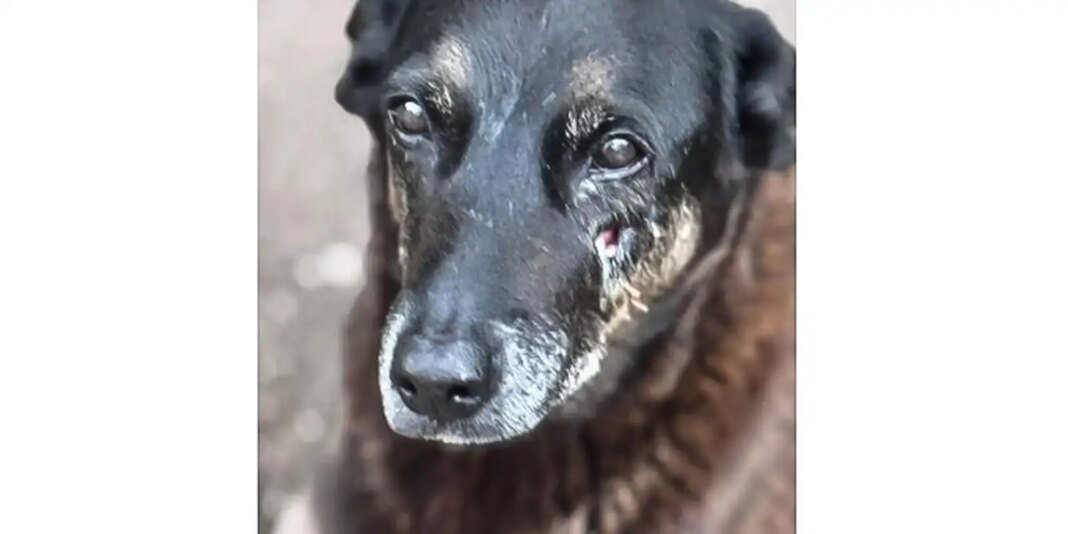 Hospital Veterinário em São Paulo Agora Funciona 24 Horas
