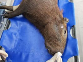 Capivara Resgatada Retorna à Natureza após Recuperação no Paraná