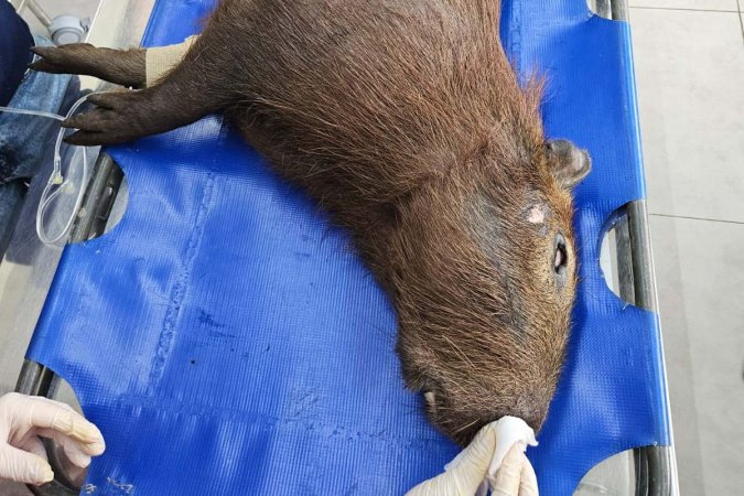 Capivara Resgatada Retorna à Natureza após Recuperação no Paraná Capivara Resgatada Retorna à Natureza após Recuperação no Paraná