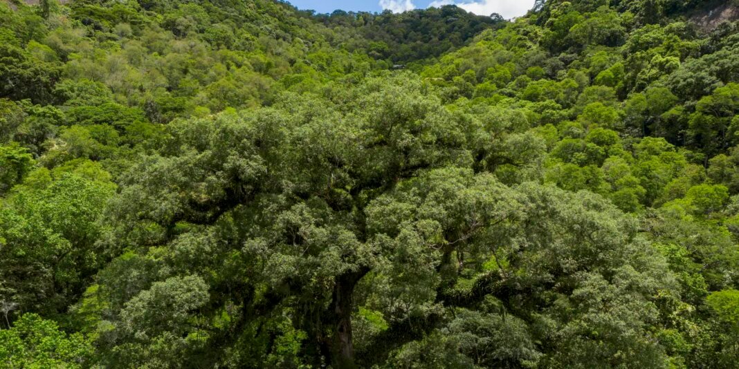 Seleção TV Brasil Destaca 12 Obras sobre Natureza Seleção TV Brasil Destaca 12 Obras sobre Natureza