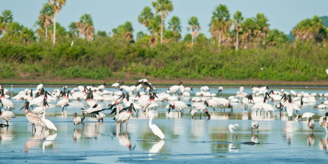 Novas Áreas de Proteção Ambiental no Cerrado e Pantanal Novas Áreas de Proteção Ambiental no Cerrado e Pantanal