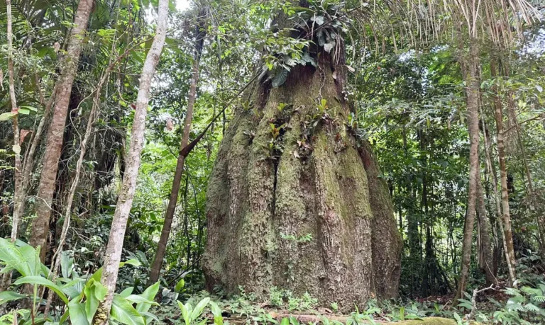 Congresso terá maioria com baixa adesão à pauta ambiental em 2027