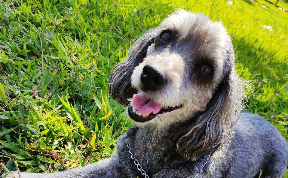 Família busca cachorrinha perdida em Londrina Família busca cachorrinha perdida em Londrina