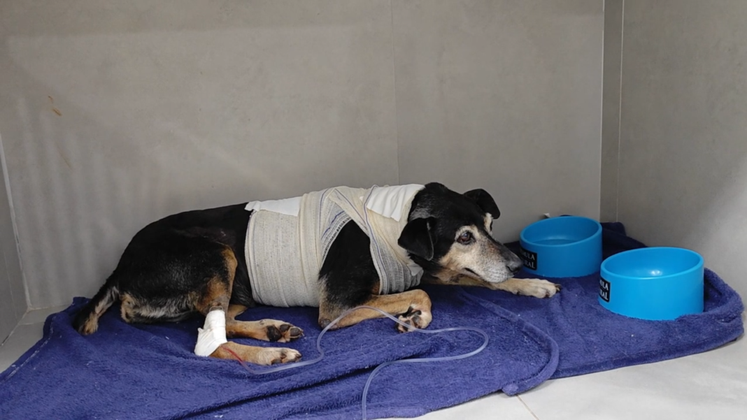 Estado de saúde da “Cãozinha Neguinha” após ataque de Pit bull em Cambé