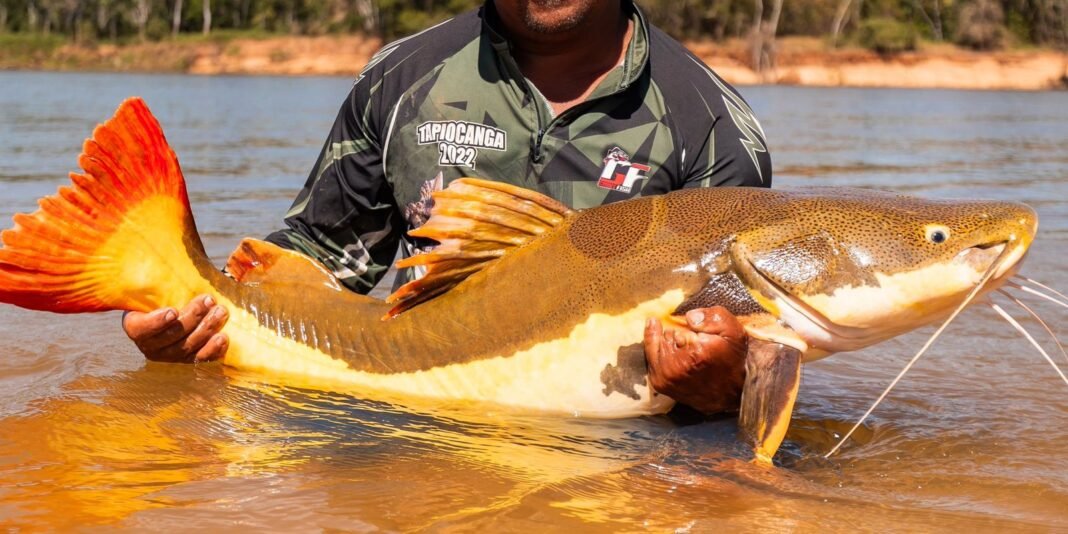 COP15 Aprova Proteção para Bagres da Amazônia e Ariranhas COP15 Aprova Proteção para Bagres da Amazônia e Ariranhas