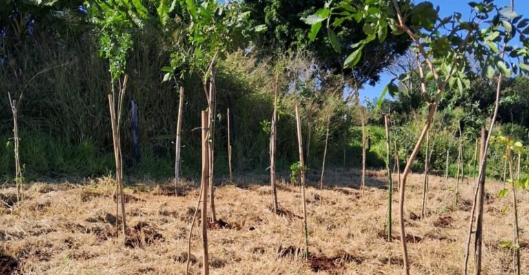 Prefeitura de Londrina recupera área verde após incêndio no Jardim Columbia