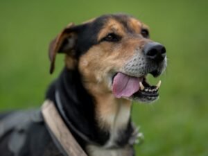 Cambé divulga resultado preliminar para Conselho de Proteção Animal