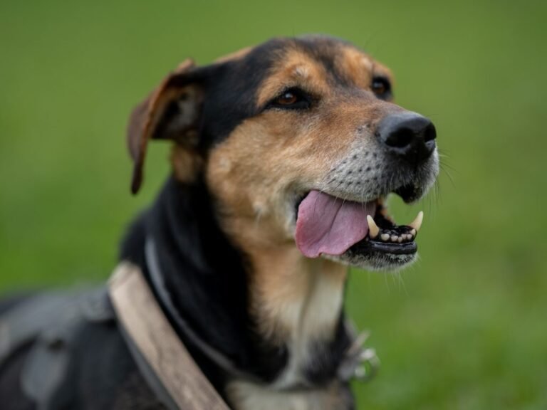 Cambé divulga resultado preliminar para Conselho de Proteção Animal